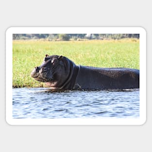 A mischievous smile from a hippopotamus Sticker